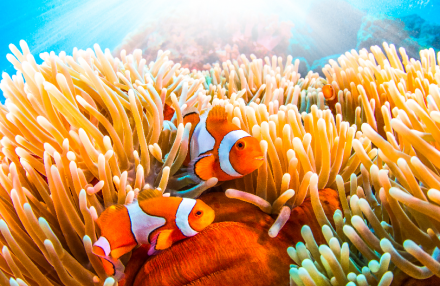 Dùng loa phát âm thanh dưới nước để gọi cá trở lại các rặng san hô đã chết